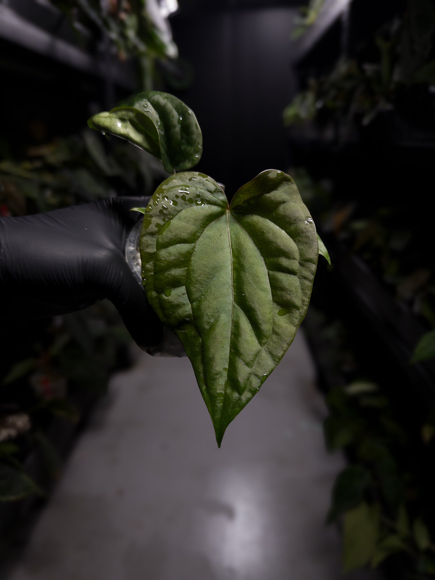 Anthurium luxurians x papillilaminum • Batch ID #Messiah