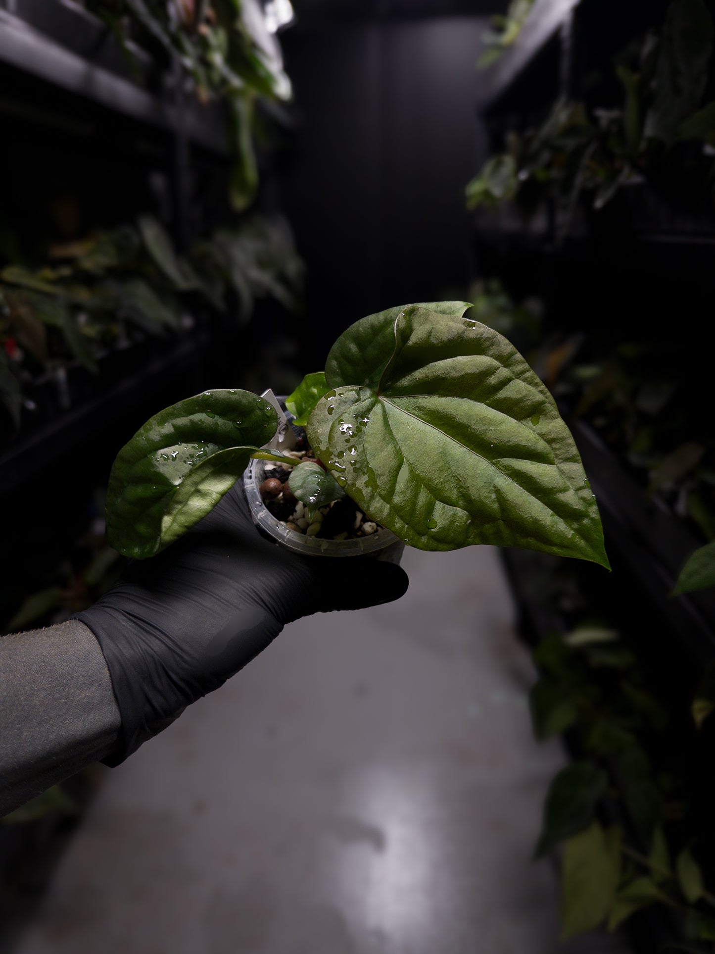 Anthurium luxurians x papillilaminum • Batch ID #Messiah