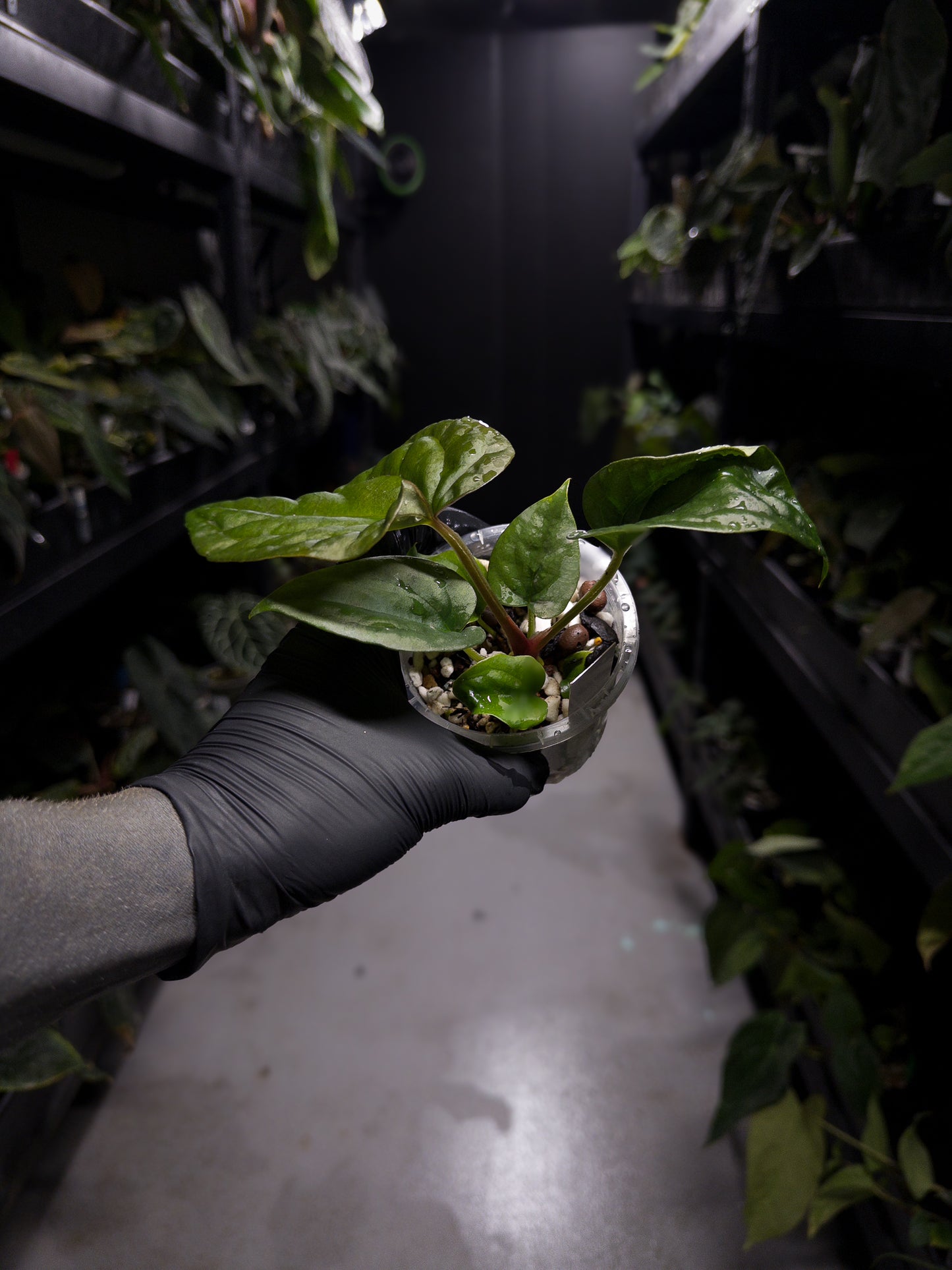 Anthurium luxurians x papillilaminum • Batch ID #Messiah