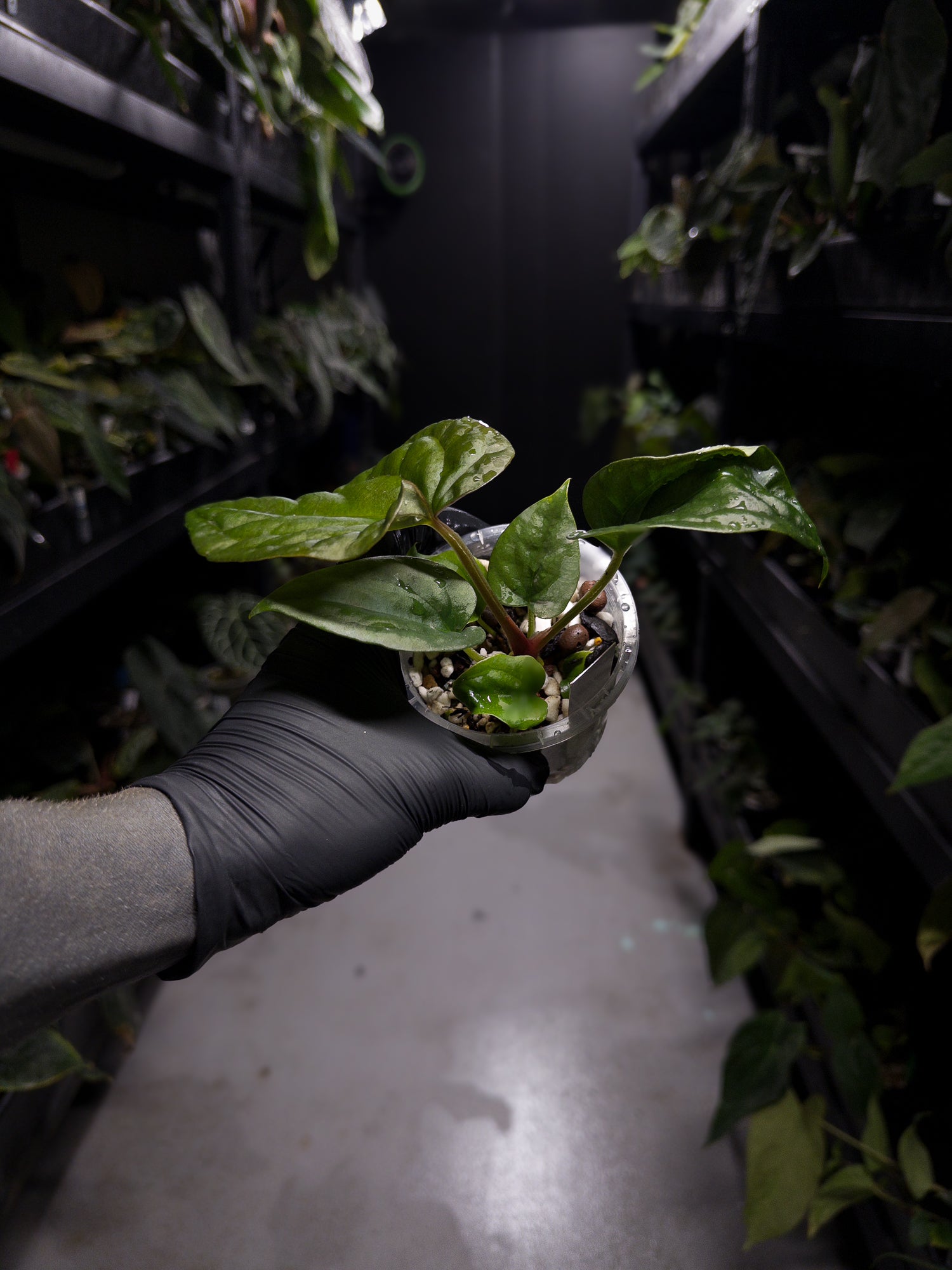 Anthurium luxurians x papillilaminum • Batch ID #Messiah