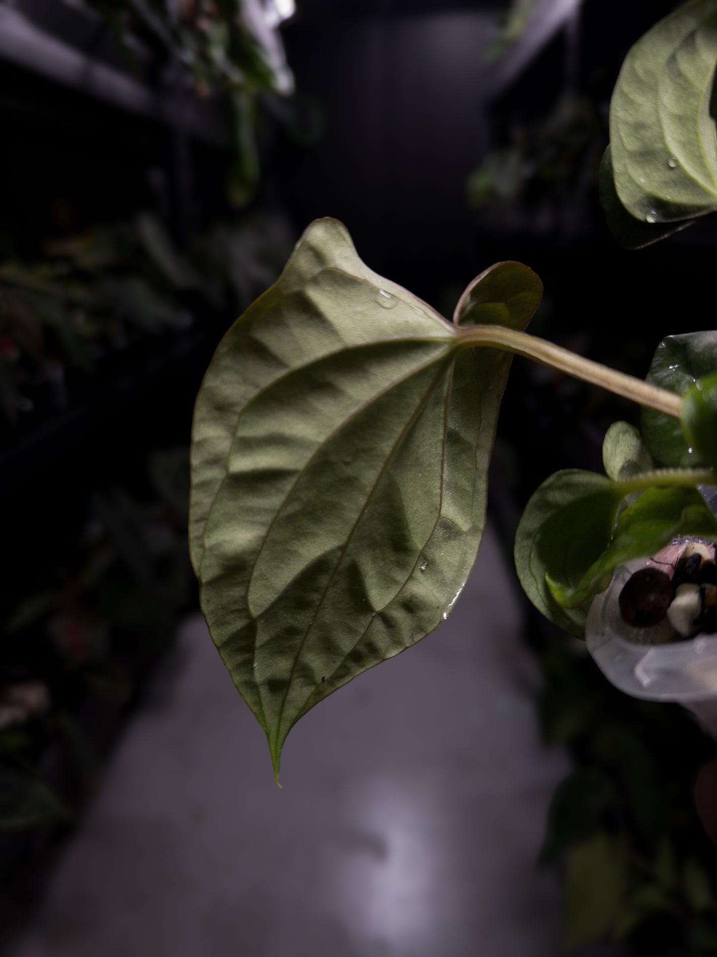 Anthurium luxurians x papillilaminum • Batch ID #Messiah