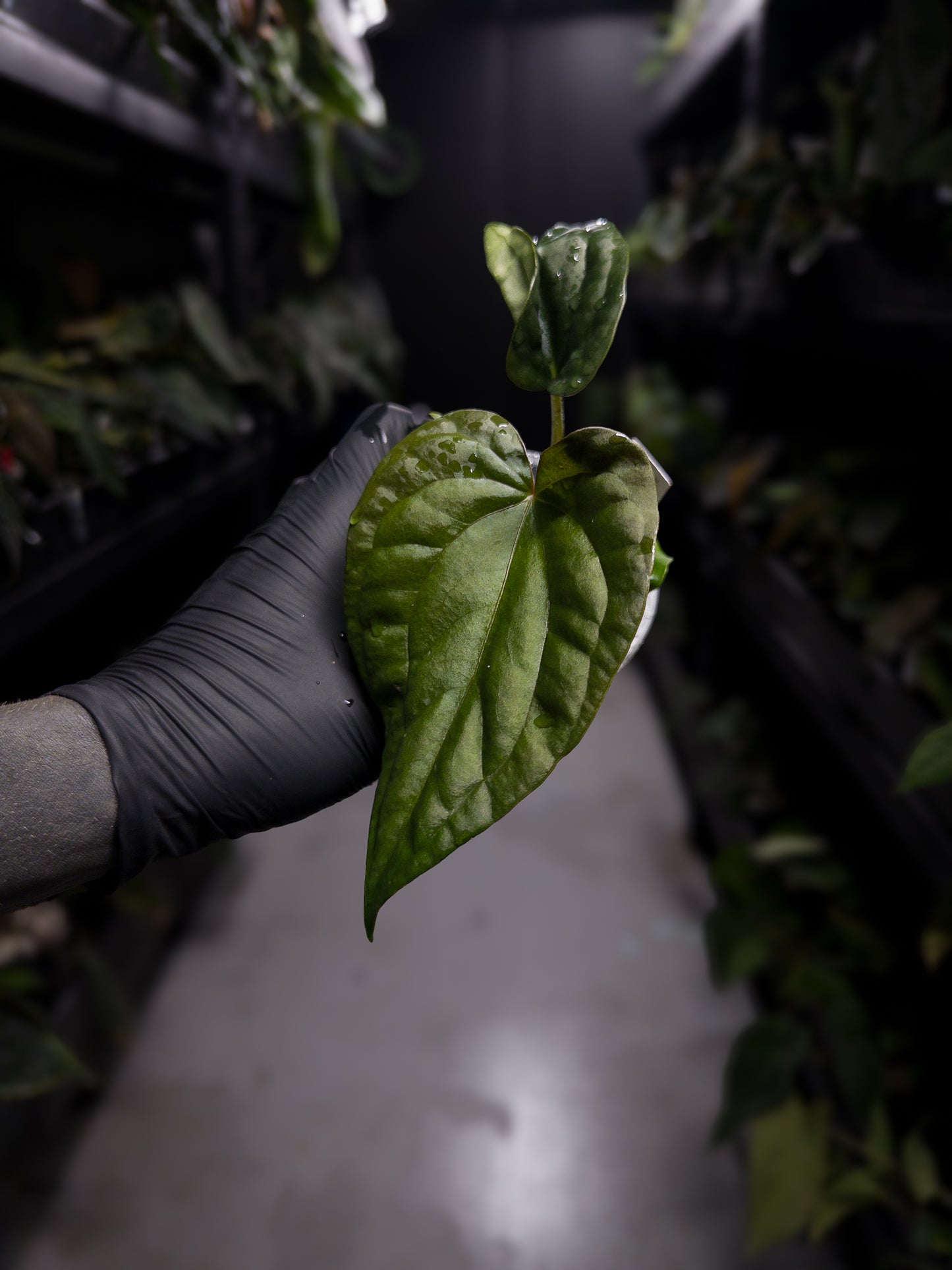 Anthurium luxurians x papillilaminum • Batch ID #Messiah