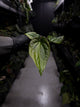 Anthurium luxurians x papillilaminum • Batch ID #Messiah