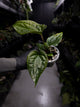 Anthurium luxurians x papillilaminum • Batch ID #Messiah