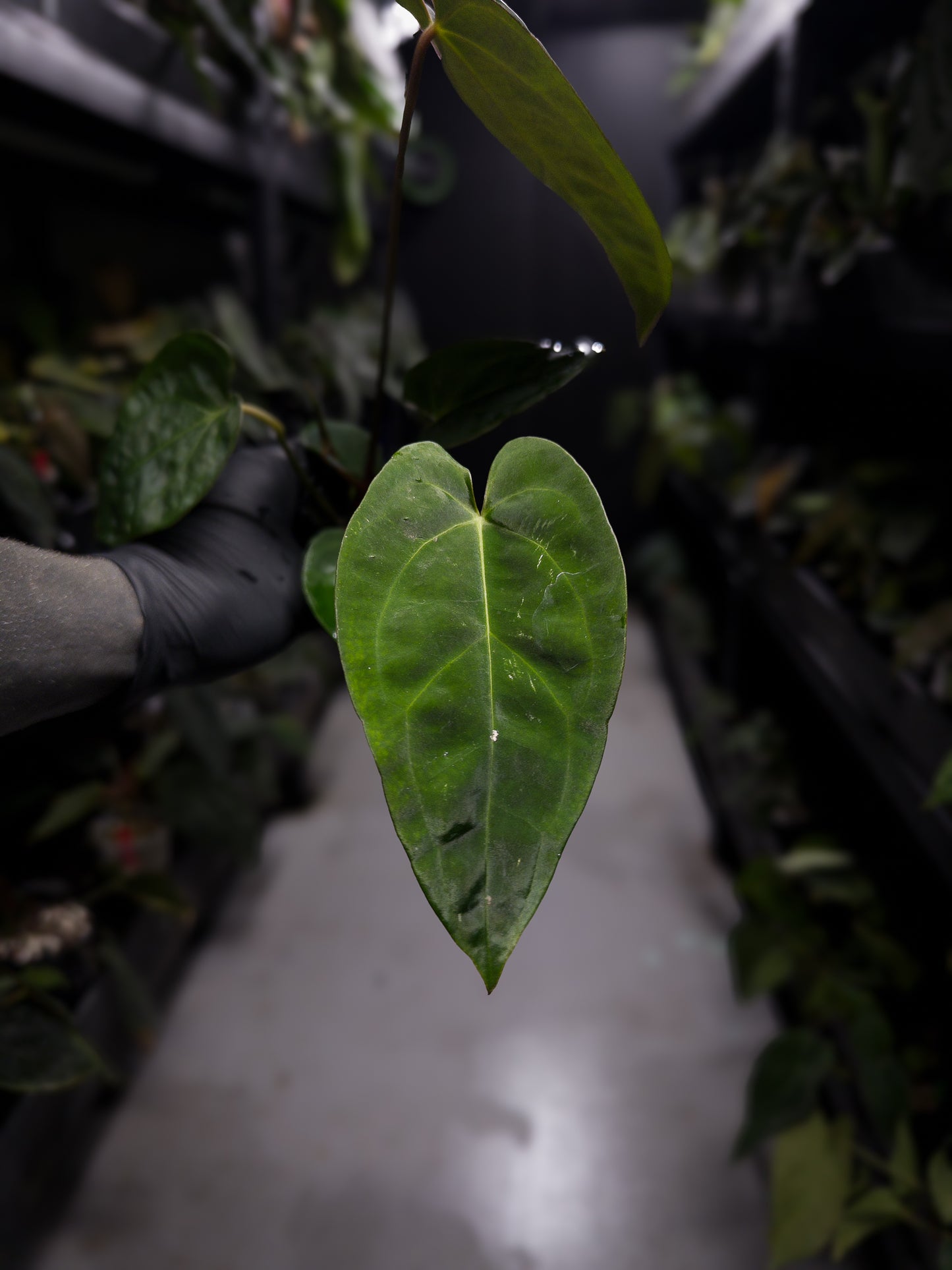Anthurium #DarkMalice • (('Midnight Velvet' x crystallinum) x besseae aff 'Elektra')