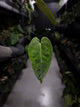 Anthurium #DarkMalice • (('Midnight Velvet' x crystallinum) x besseae aff 'Elektra')