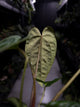 Anthurium #DarkMalice • (('Midnight Velvet' x crystallinum) x besseae aff 'Elektra')