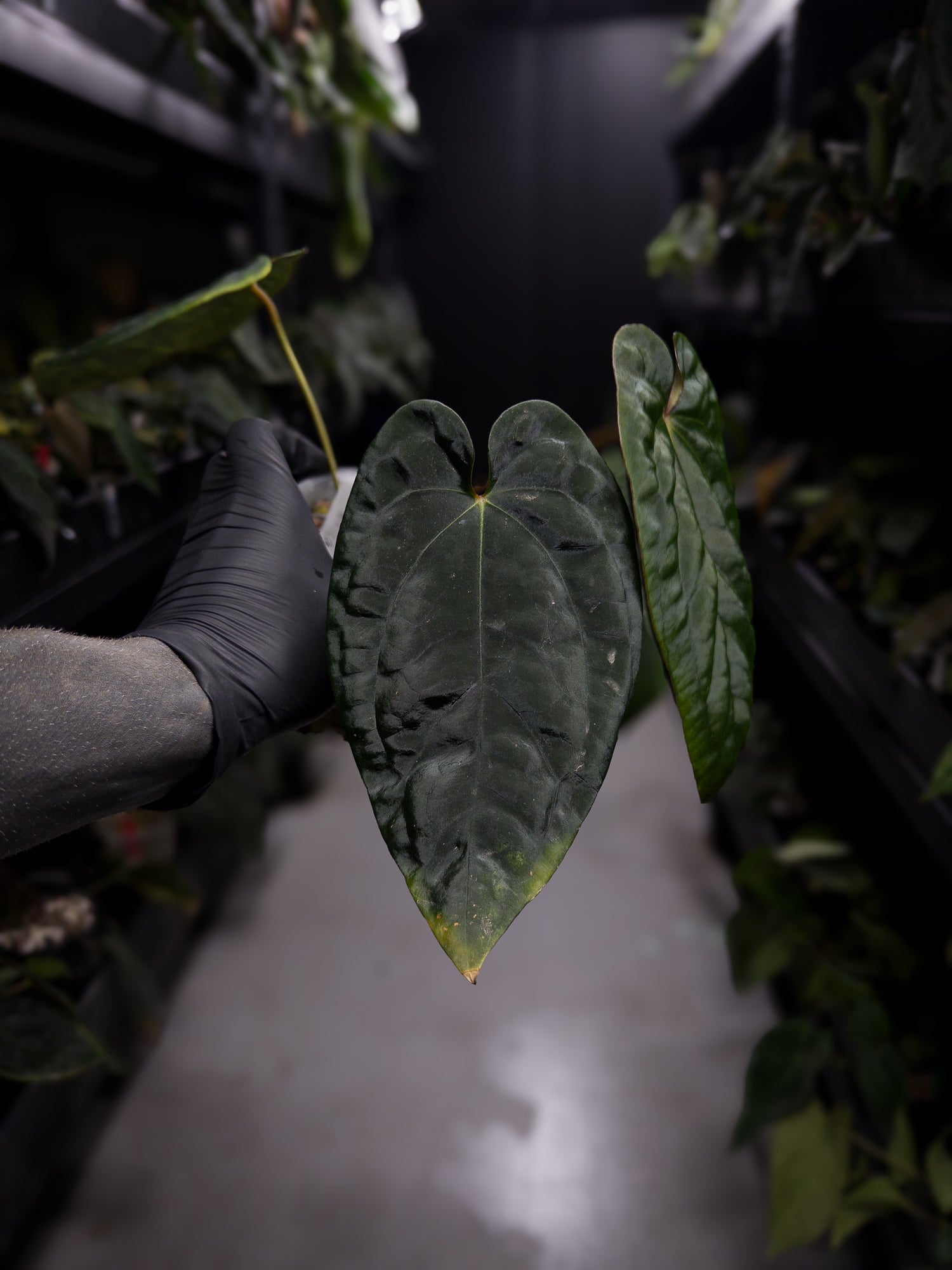 anthurium velvet shadow Anthurium ('Midnight Velvet' x crystallinum) x #BlackCherry 'Red' • se – The Plant Plug