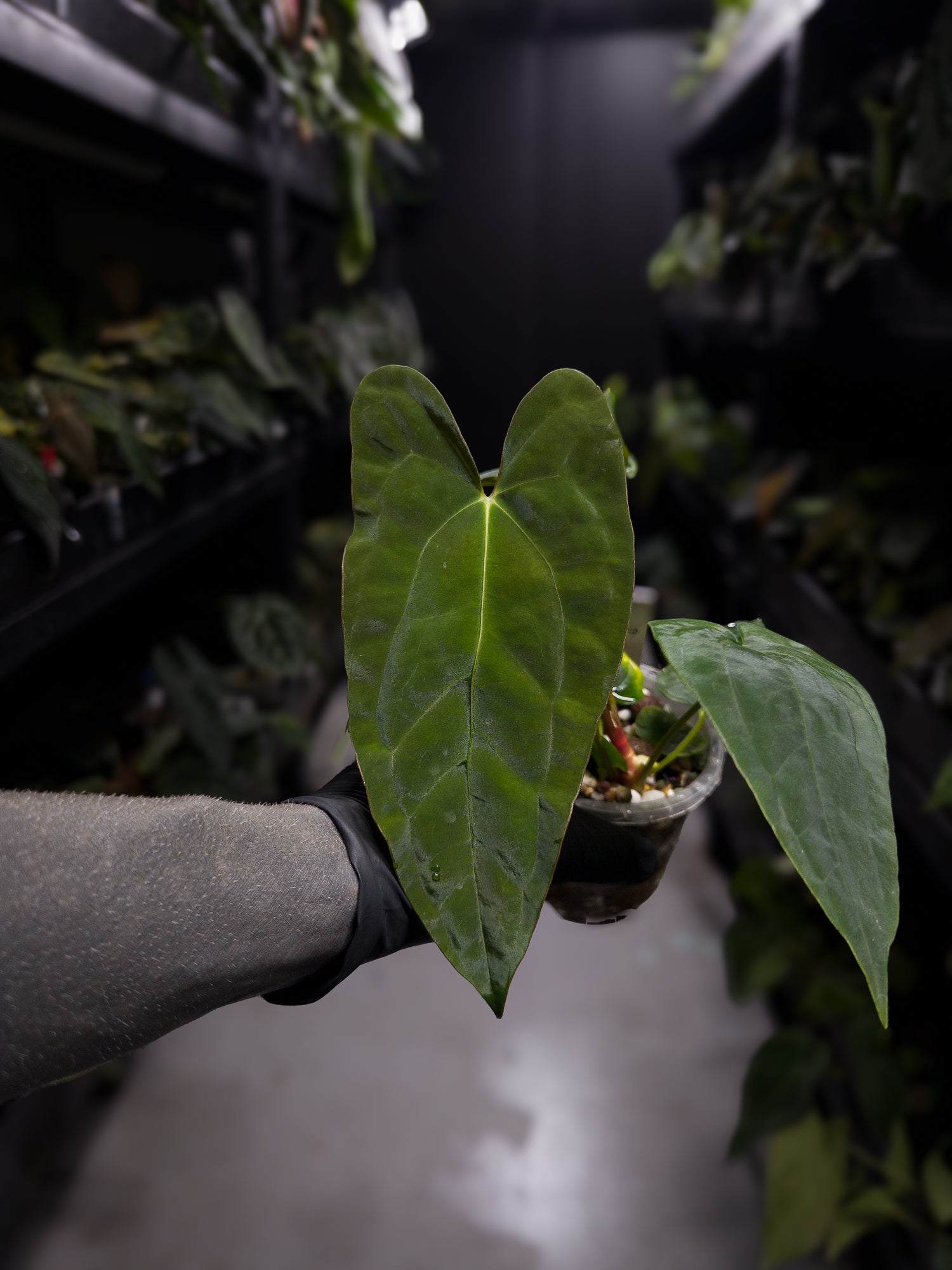 Anthurium papillilaminum ('Marshellini' x 'Dadbod') x 'RA8'