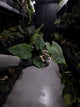 Anthurium papillilaminum ('Marshellini' x 'Dadbod') x 'RA8'