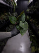 Anthurium papillilaminum ('Marshellini' x 'Dadbod') x 'RA8'