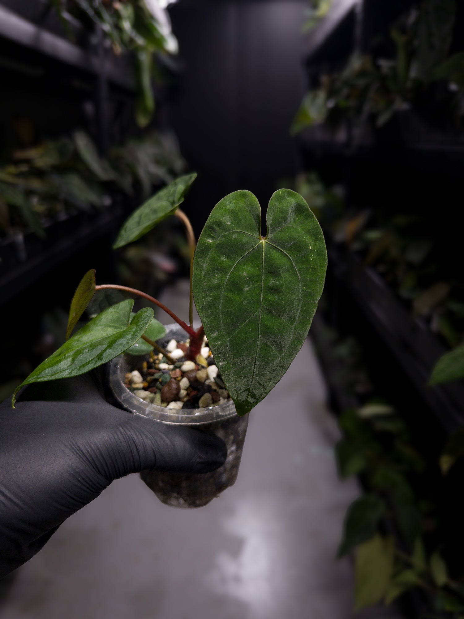 Anthurium papillilaminum 'Black pap' x 'RVDP / Red Vein Dark Phoenix'