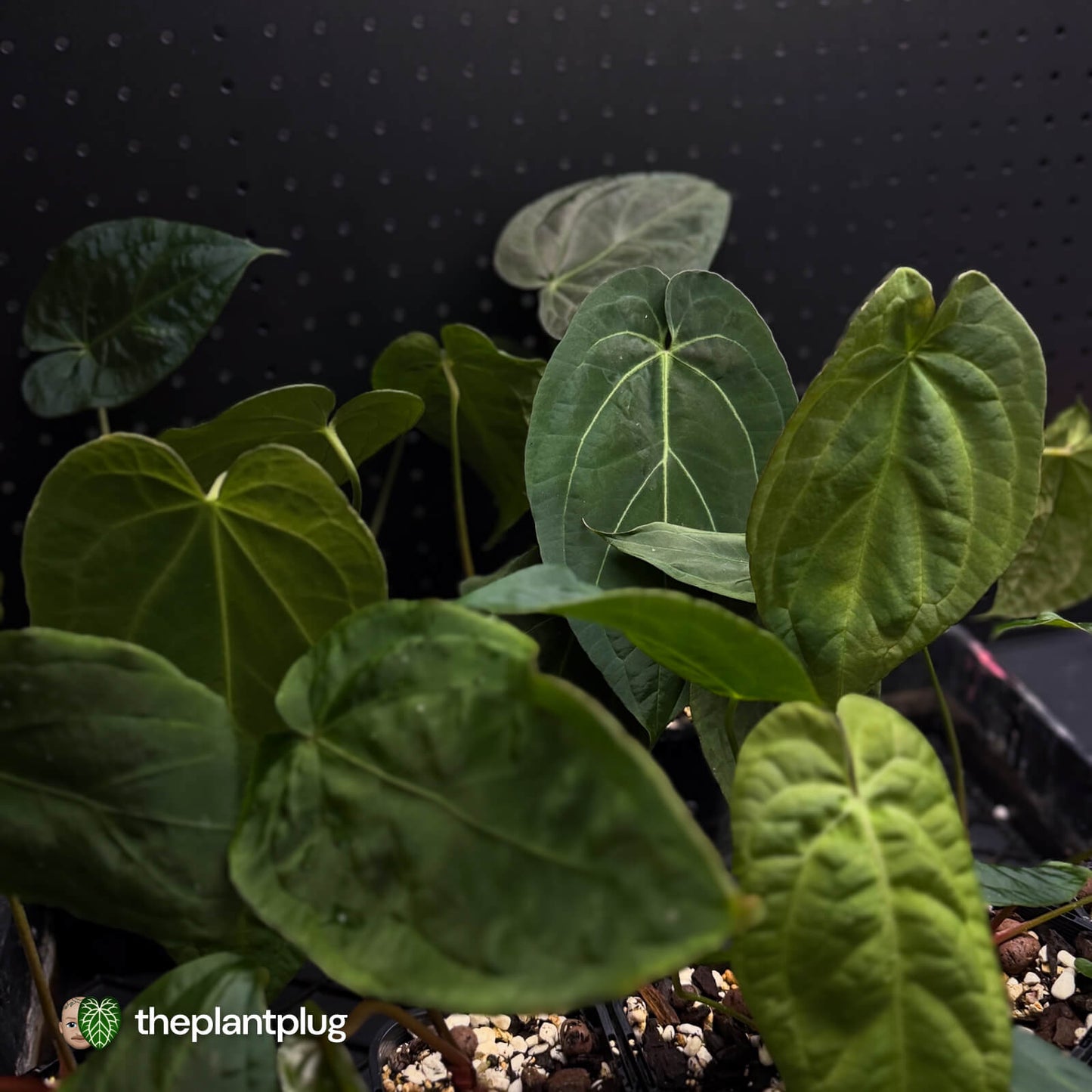 Anthurium Midnight Velvet crystallinum x • grower's choice