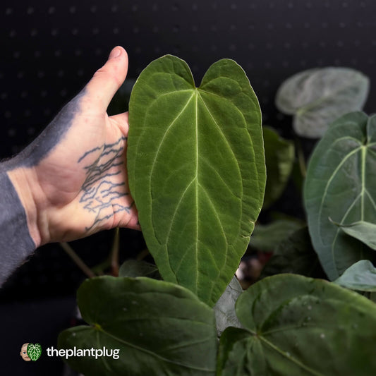 Anthurium Midnight Velvet crystallinum x • grower's choice