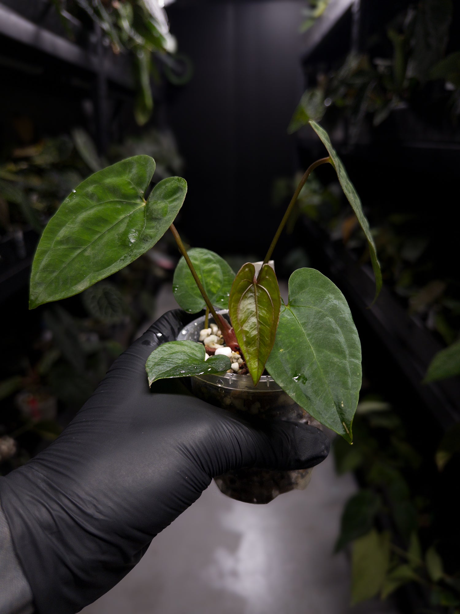 Anthurium papillilaminum 'Black pap' x 'RVDP / Red Vein Dark Phoenix'