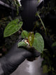 Anthurium papillilaminum 'Black pap' x 'RVDP / Red Vein Dark Phoenix'