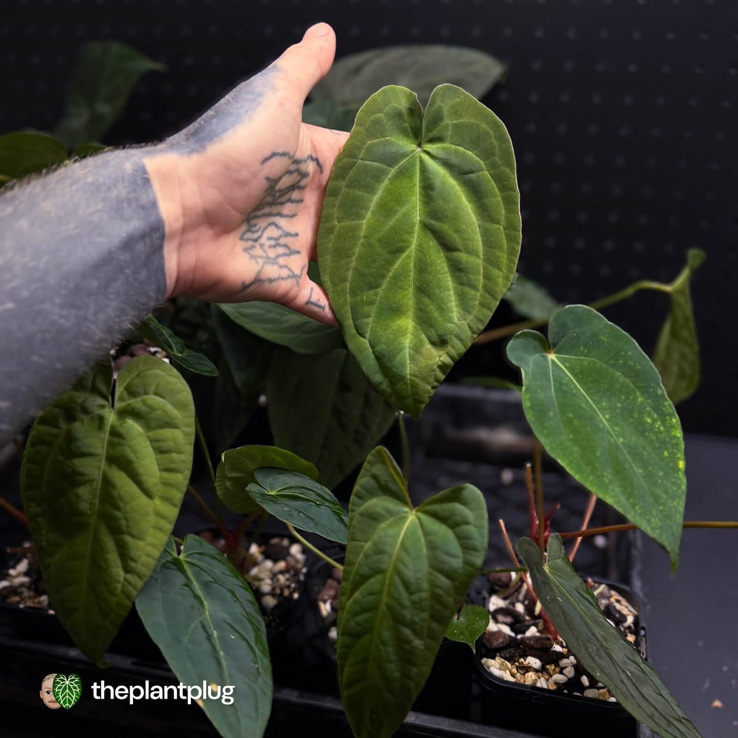Anthurium Midnight Velvet crystallinum x • grower's choice