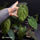 Anthurium Midnight Velvet crystallinum x • grower's choice