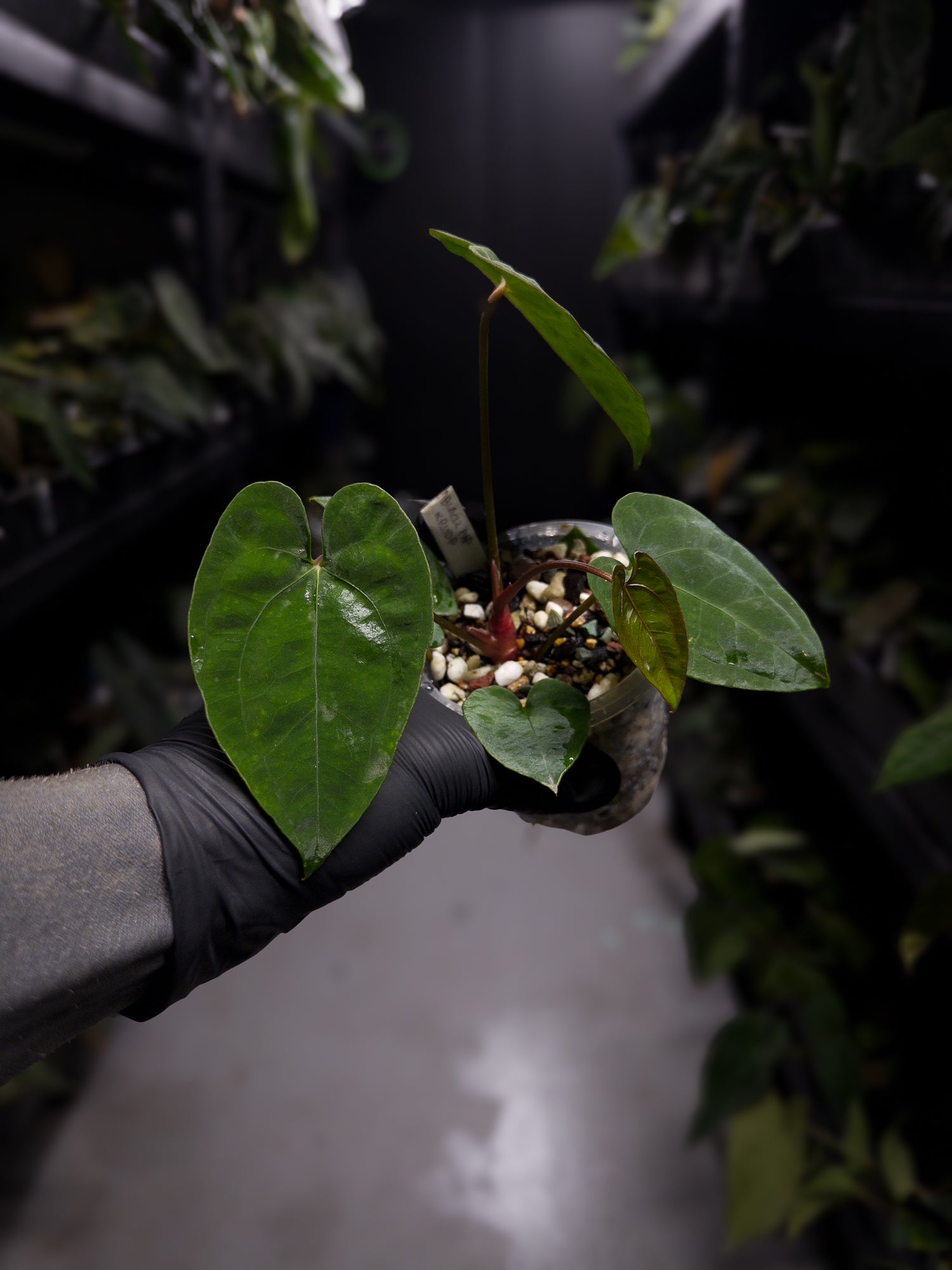 Anthurium papillilaminum 'Black pap' x 'RVDP / Red Vein Dark Phoenix'