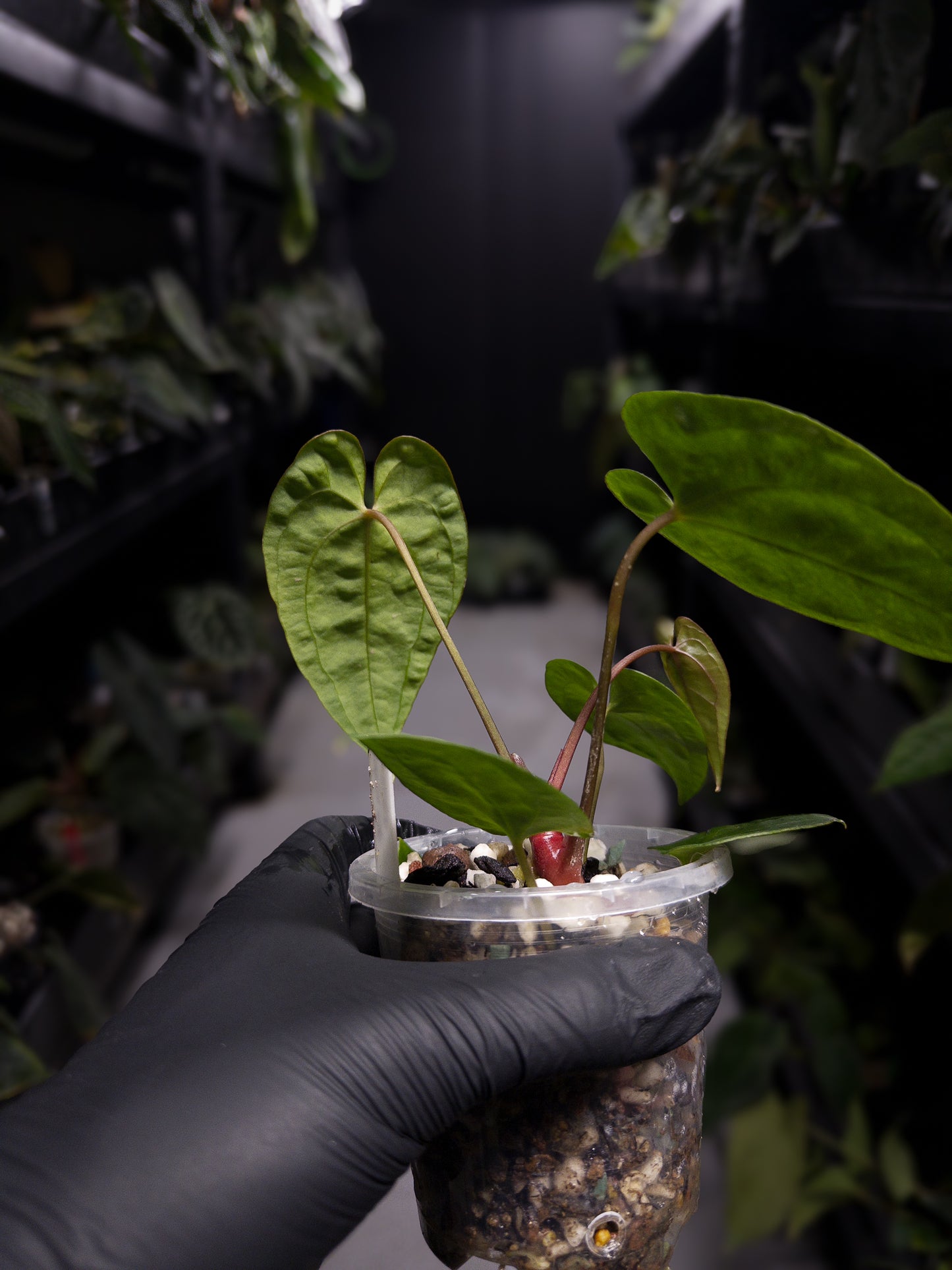 Anthurium papillilaminum 'Black pap' x 'RVDP / Red Vein Dark Phoenix'