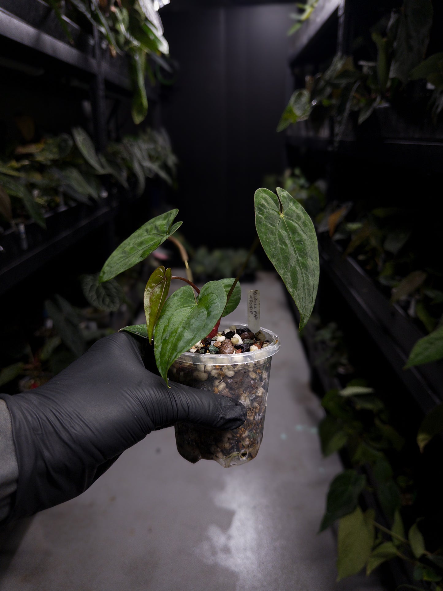 Anthurium papillilaminum 'Black pap' x 'RVDP / Red Vein Dark Phoenix'