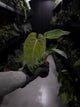 Anthurium #TwinPhoenix f2
