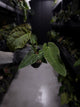 Anthurium #TwinPhoenix f2