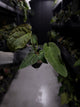 Anthurium #TwinPhoenix f2