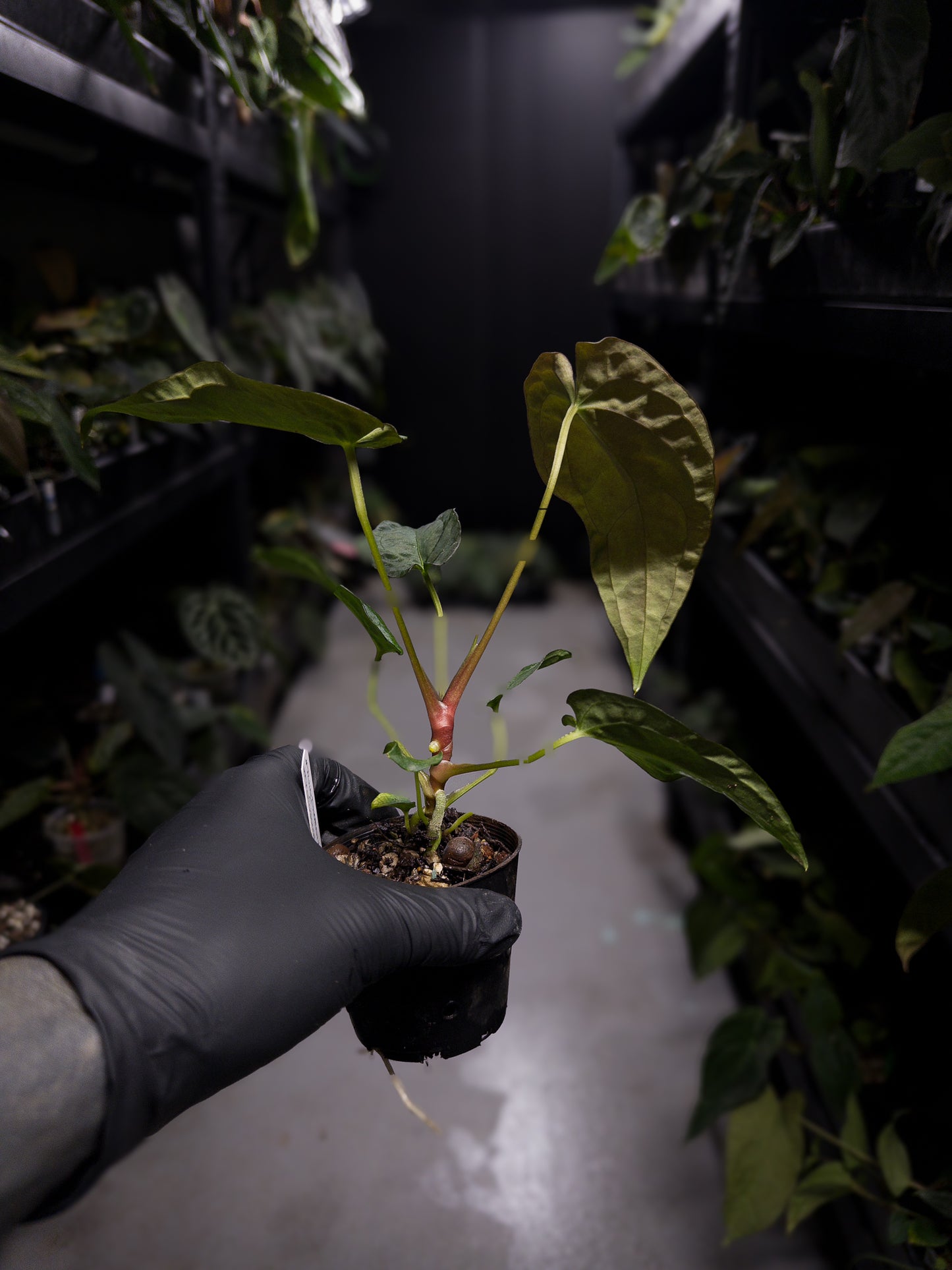 Anthurium #TwinPhoenix f2