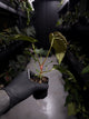Anthurium #TwinPhoenix f2