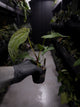 Anthurium #TwinPhoenix f2