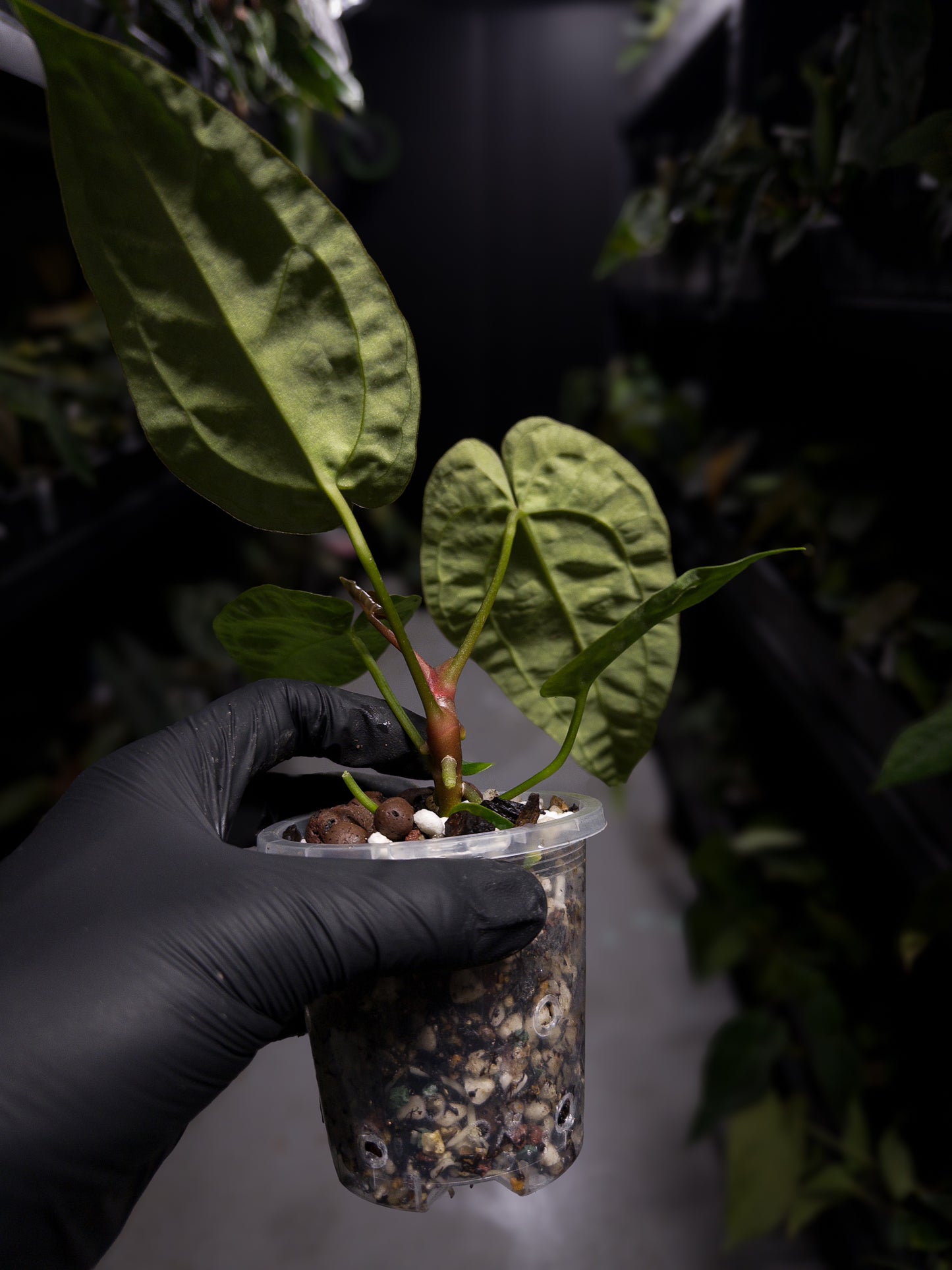 Anthurium (pap x dress ex. JS s1) x (regale x 'Silver Chrome')