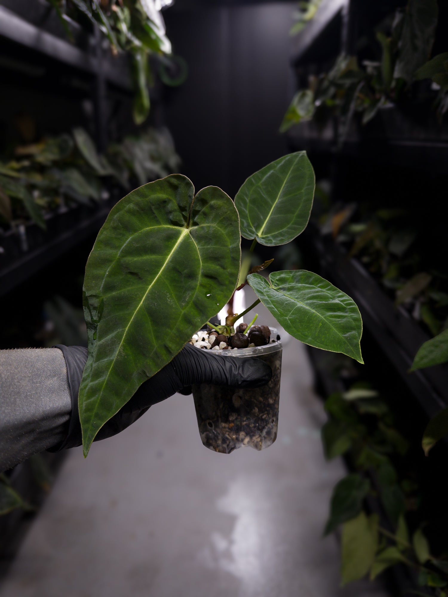 Anthurium (pap x dress ex. JS s1) x (regale x 'Silver Chrome')