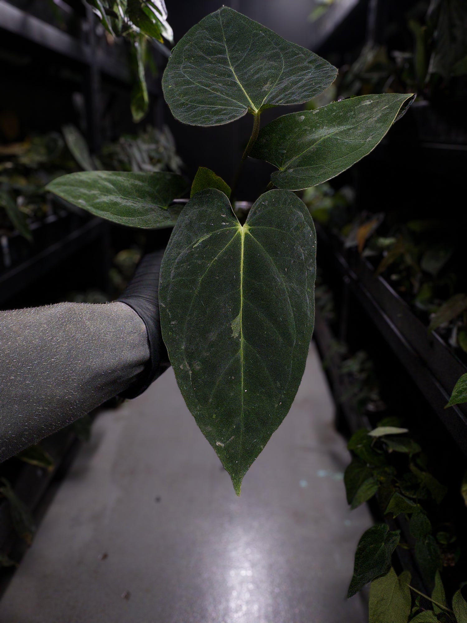 Anthurium (antolakii x 'dark phoenix') x (dressleri x carlablackiae)