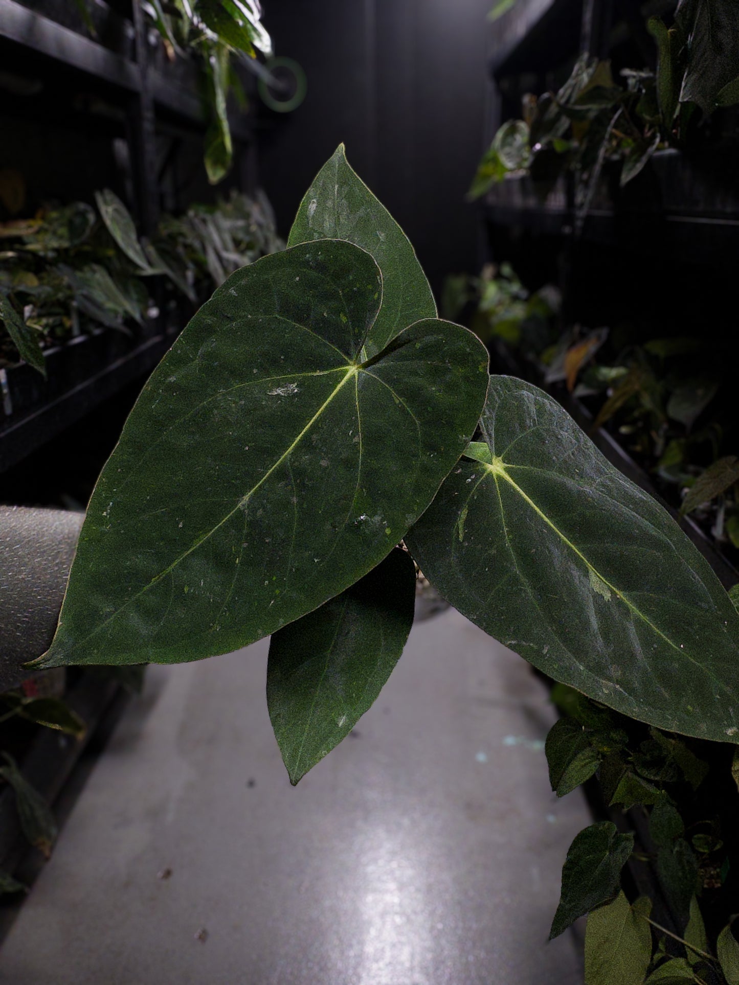 Anthurium (antolakii x 'dark phoenix') x (dressleri x carlablackiae)