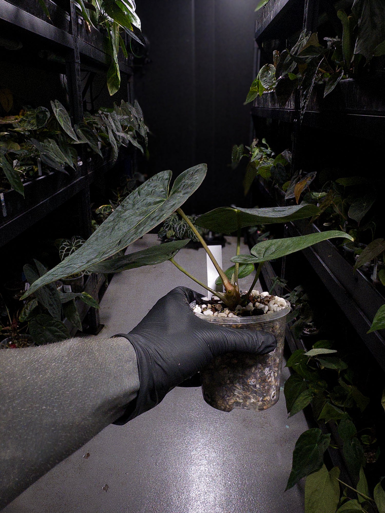 Anthurium (antolakii x 'dark phoenix') x (dressleri x carlablackiae)