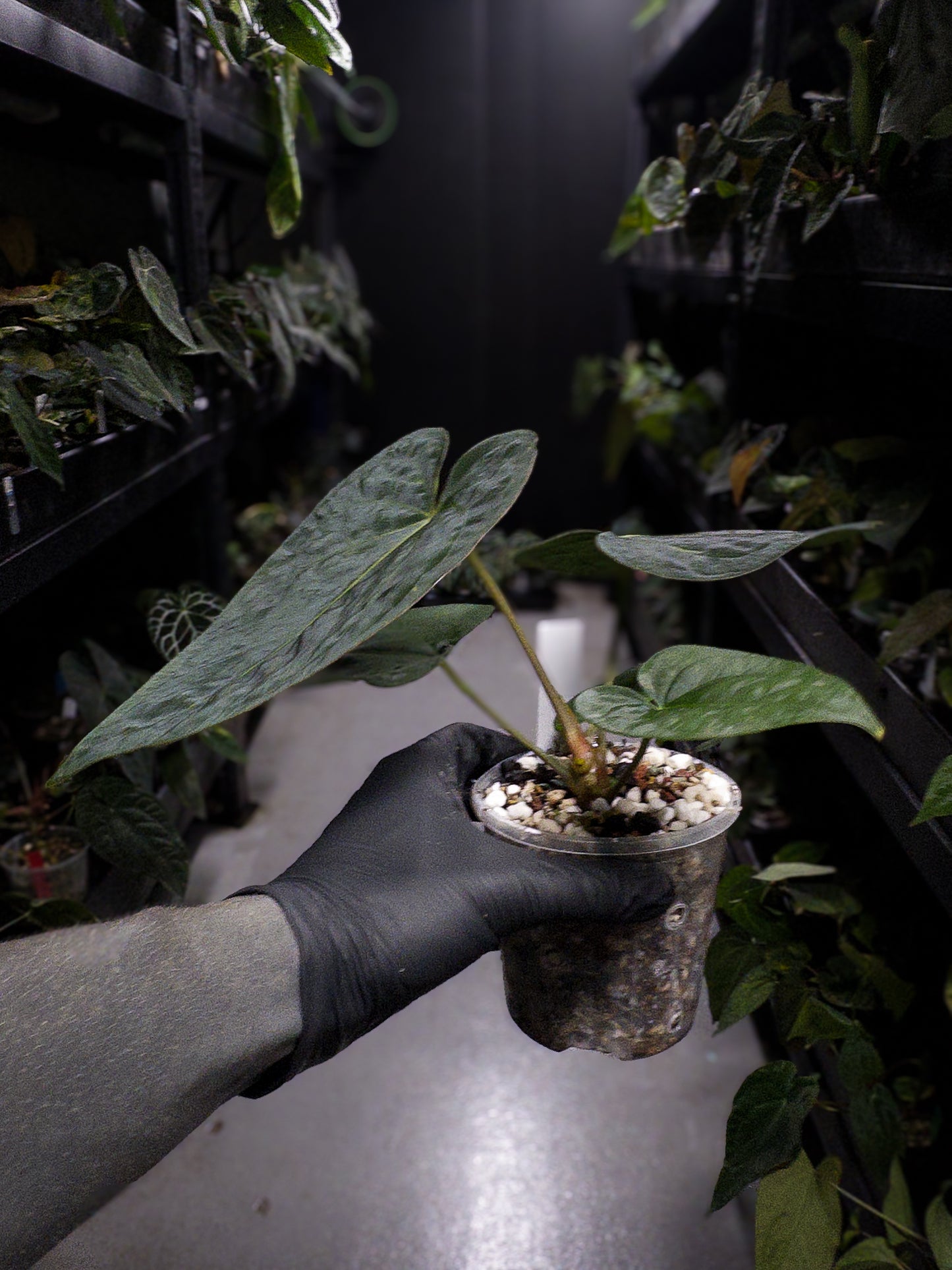 Anthurium (antolakii x 'dark phoenix') x (dressleri x carlablackiae)