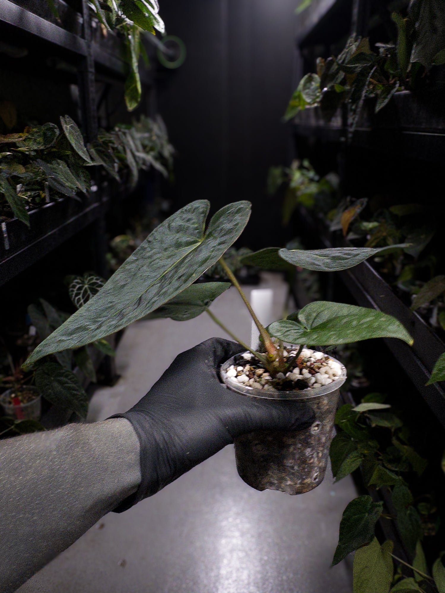 Anthurium (antolakii x 'dark phoenix') x (dressleri x carlablackiae)