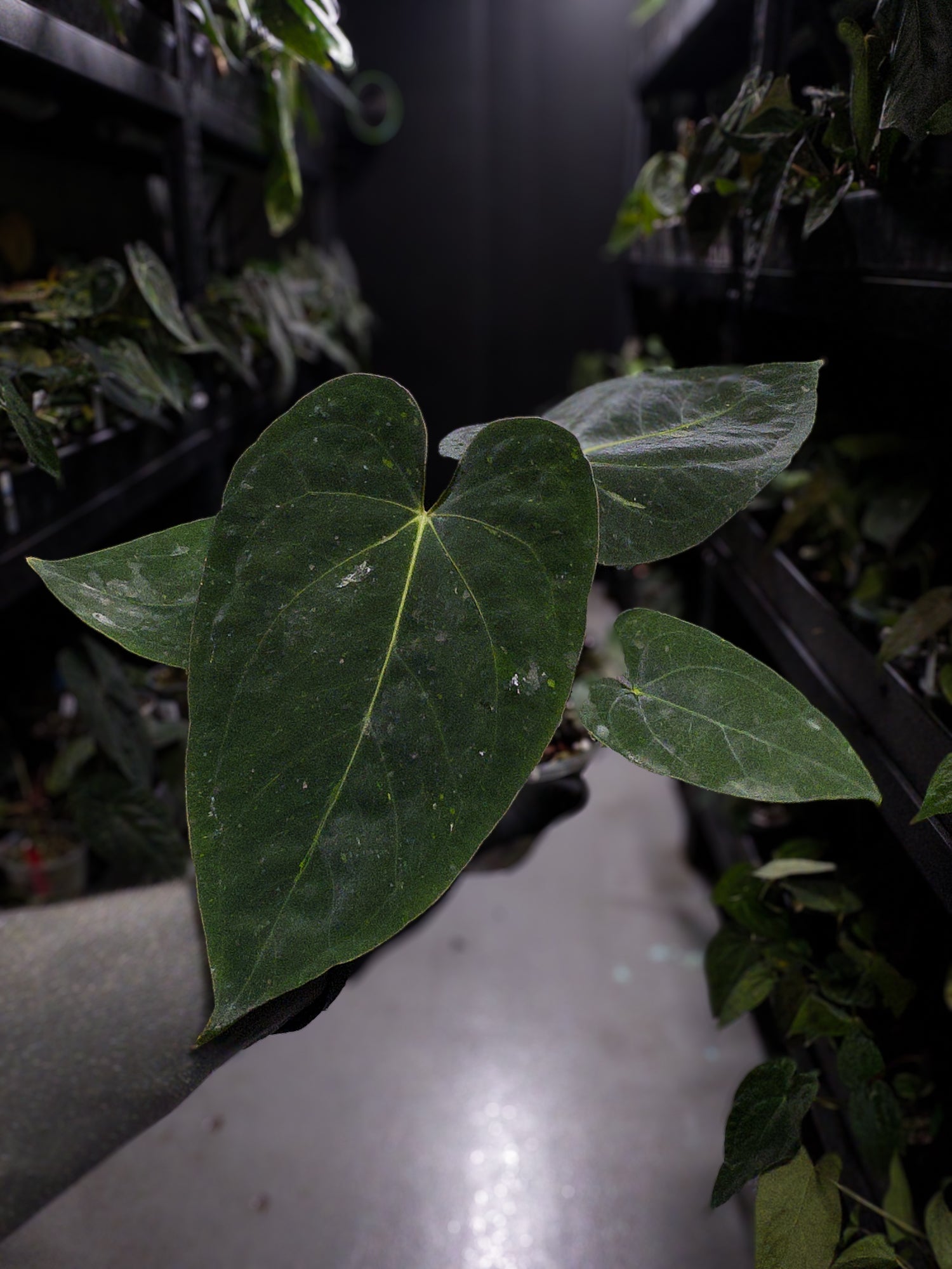 Anthurium (antolakii x 'dark phoenix') x (dressleri x carlablackiae)