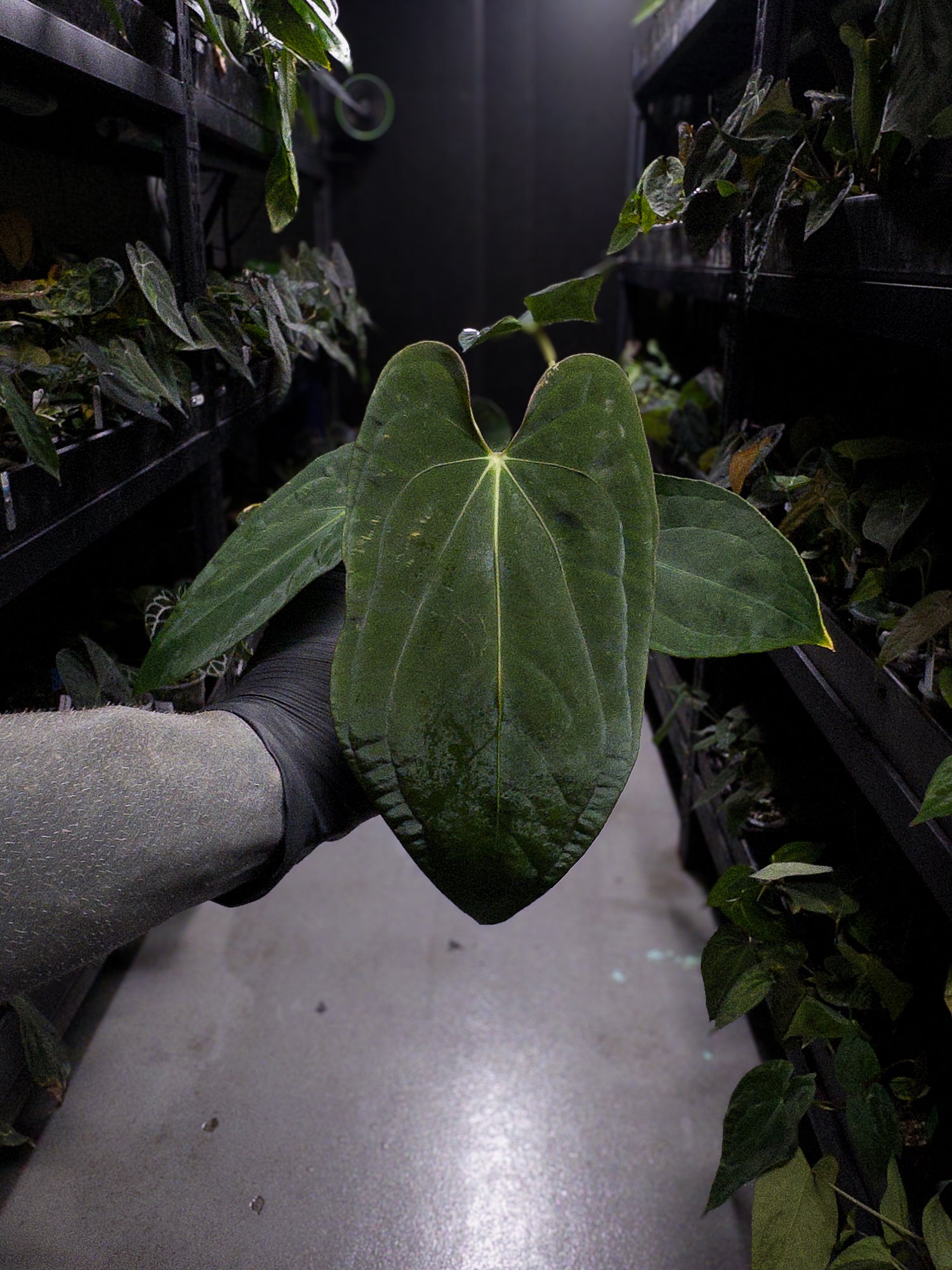 Anthurium papillilaminum x antolakii / 'BVEP'