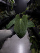 Anthurium papillilaminum x antolakii / 'BVEP'