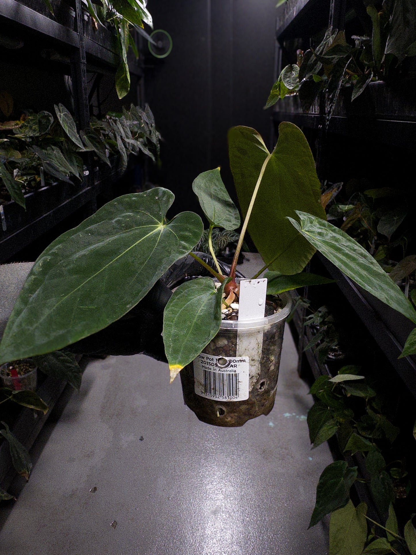 Anthurium papillilaminum x antolakii / 'BVEP'