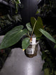 Anthurium papillilaminum x antolakii / 'BVEP'
