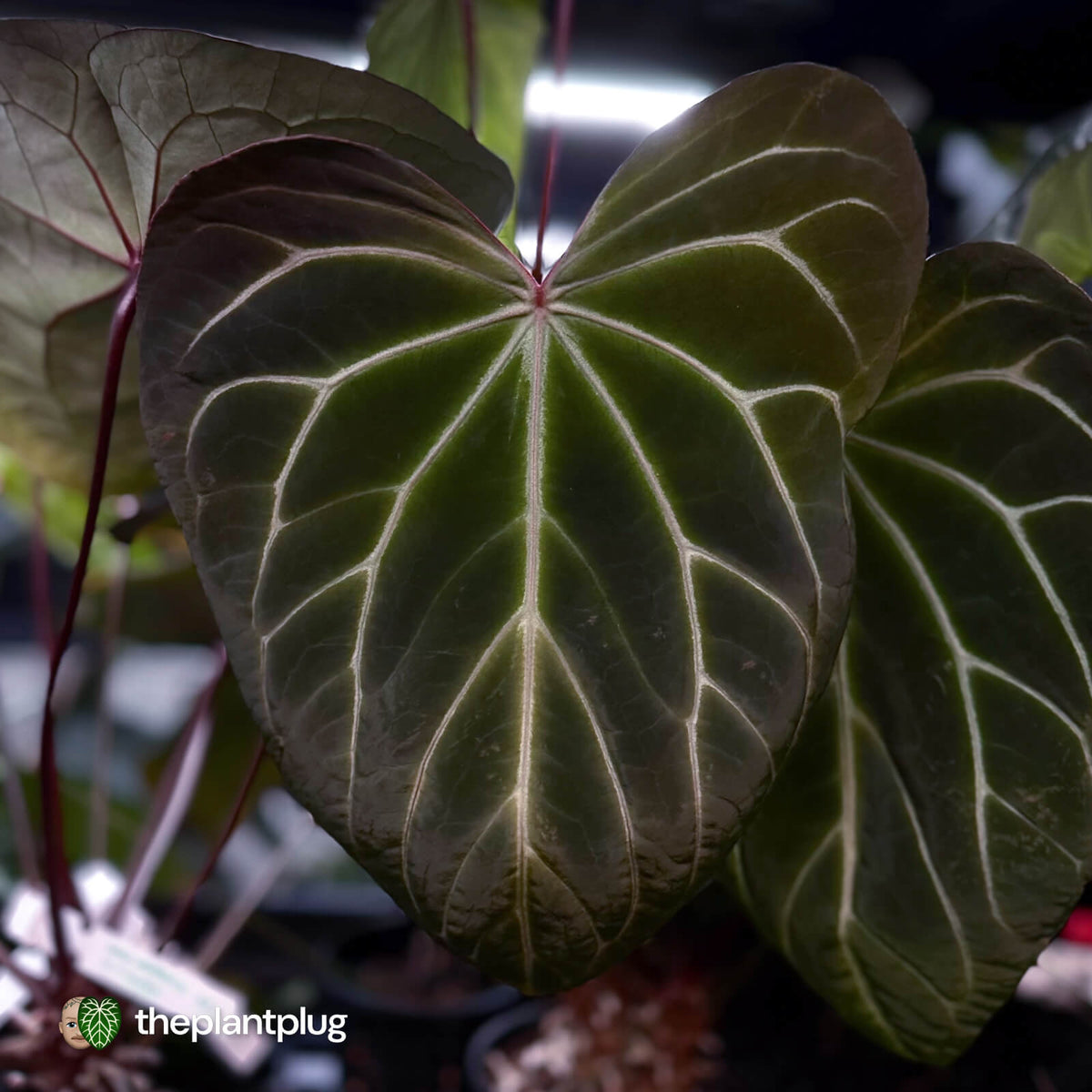 Anthurium (crystallinum x) 'Crystal Heart'