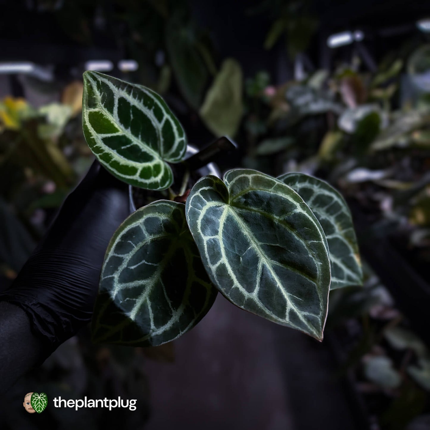 Anthurium 'Heinz' s1