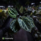 Anthurium 'Heinz' s1