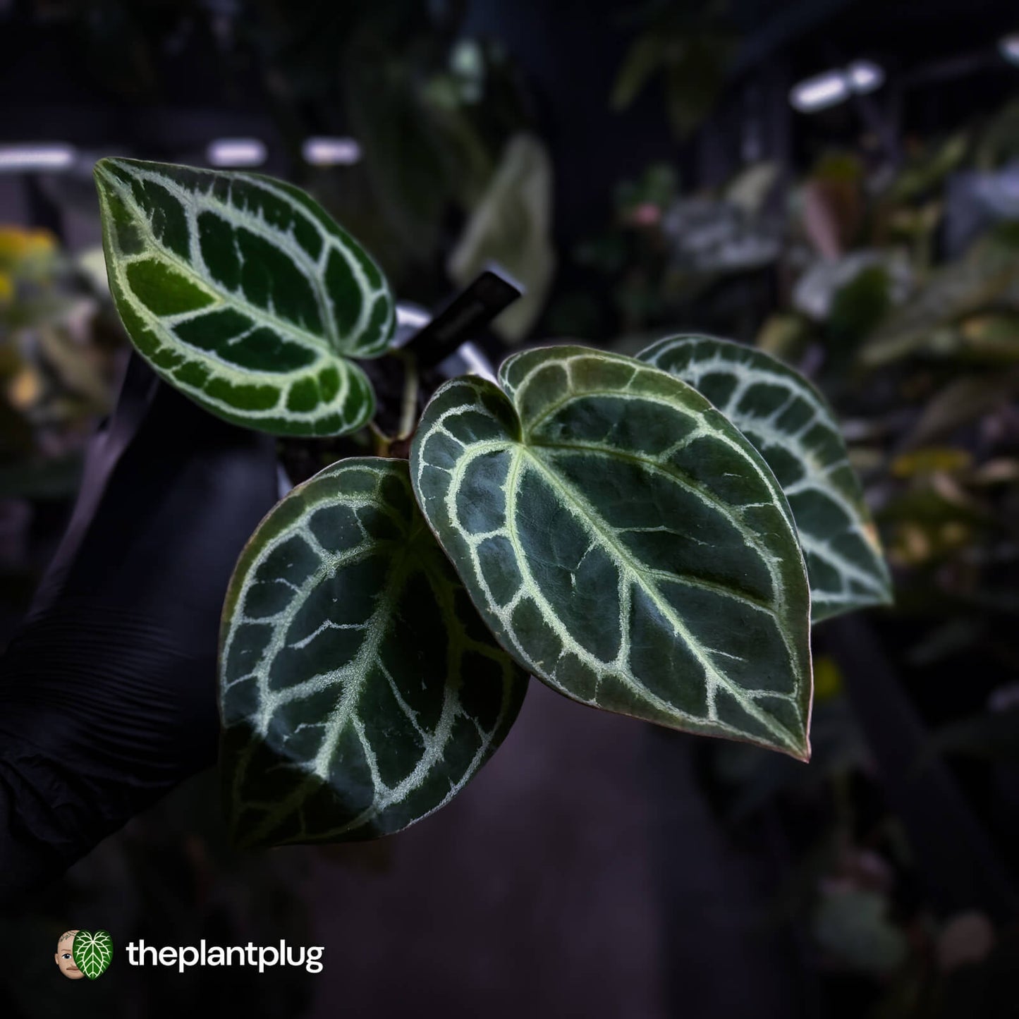 Anthurium 'Heinz' s1