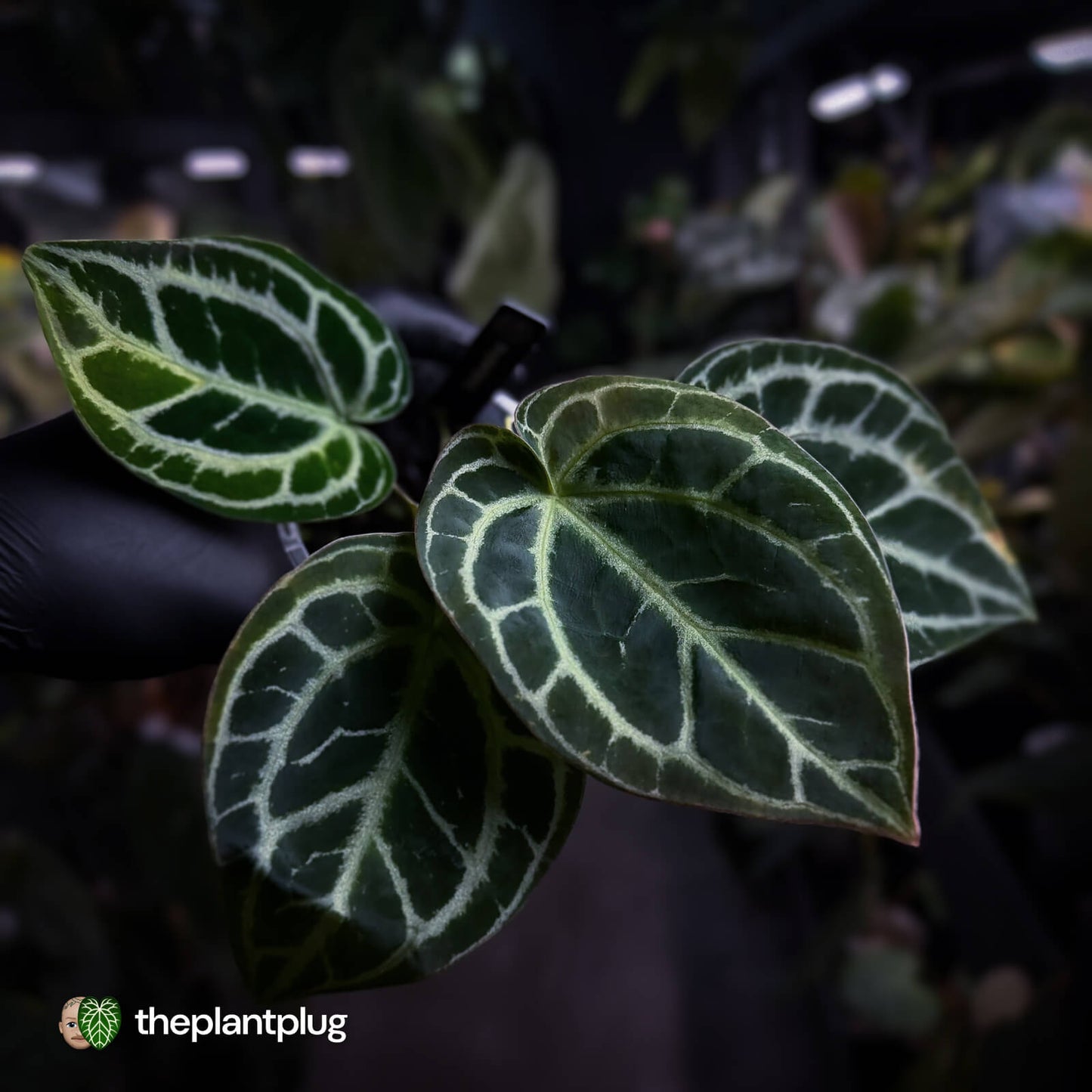 Anthurium 'Heinz' s1