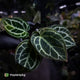 Anthurium 'Heinz' s1