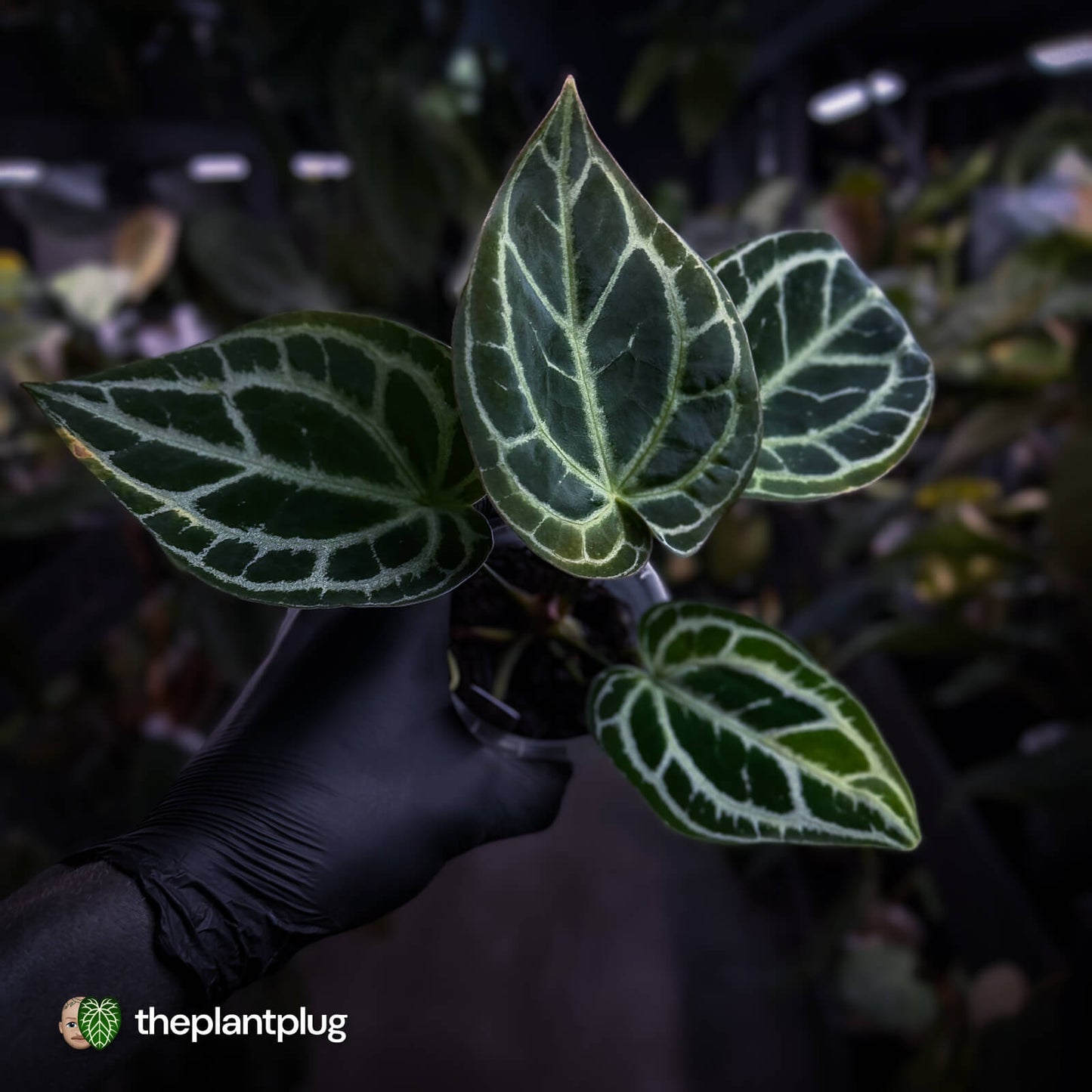 Anthurium 'Heinz' s1